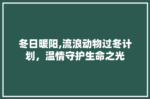 冬日暖阳,流浪动物过冬计划，温情守护生命之光
