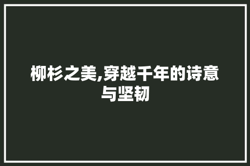柳杉之美,穿越千年的诗意与坚韧