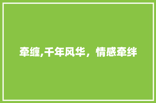 牵缠,千年风华，情感牵绊