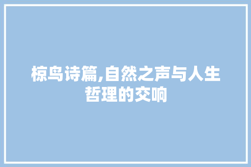 椋鸟诗篇,自然之声与人生哲理的交响