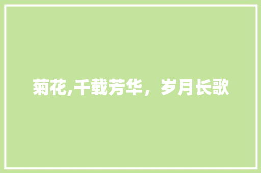 菊花,千载芳华，岁月长歌
