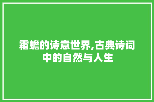 霜蟾的诗意世界,古典诗词中的自然与人生