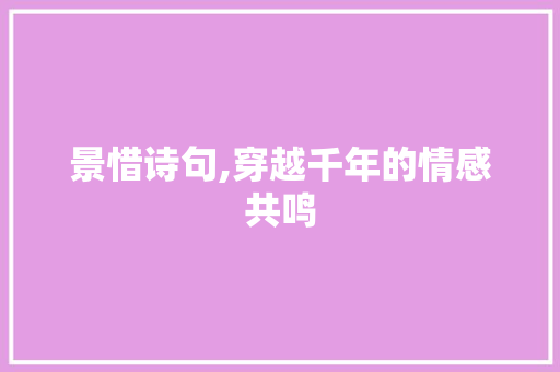 景惜诗句,穿越千年的情感共鸣