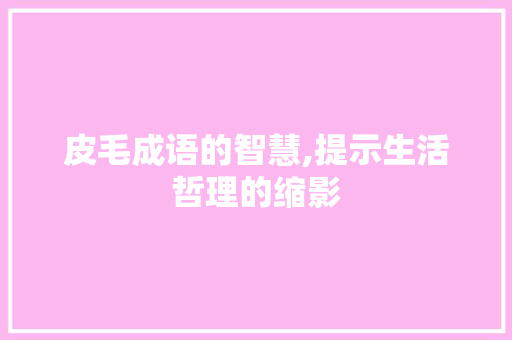 皮毛成语的智慧,提示生活哲理的缩影