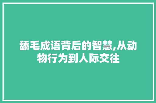 舔毛成语背后的智慧,从动物行为到人际交往