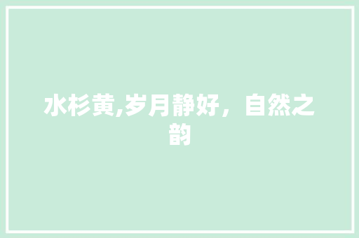 水杉黄,岁月静好，自然之韵