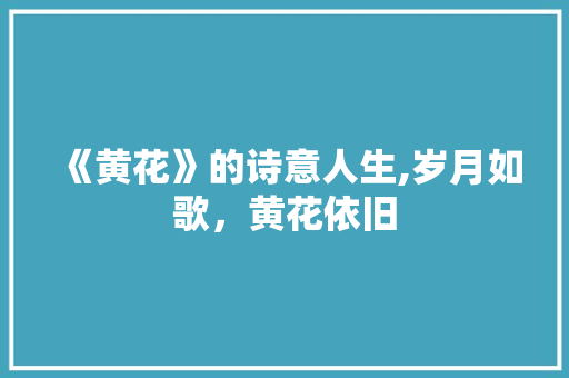 《黄花》的诗意人生,岁月如歌，黄花依旧
