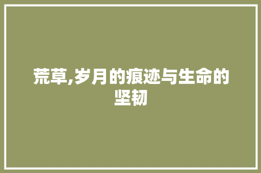 荒草,岁月的痕迹与生命的坚韧