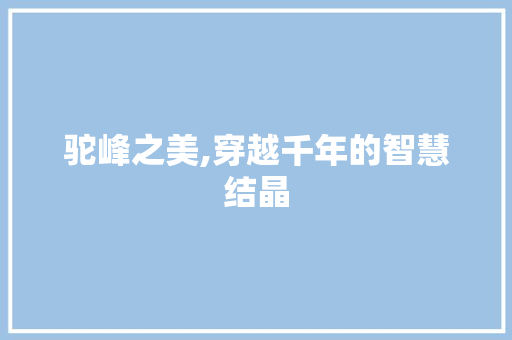驼峰之美,穿越千年的智慧结晶
