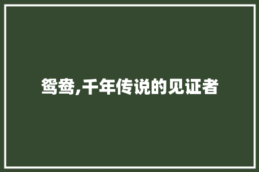 鸳鸯,千年传说的见证者